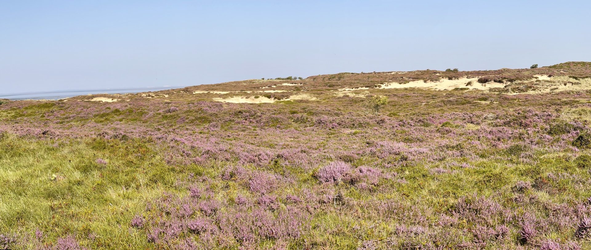 Morsumer Heide