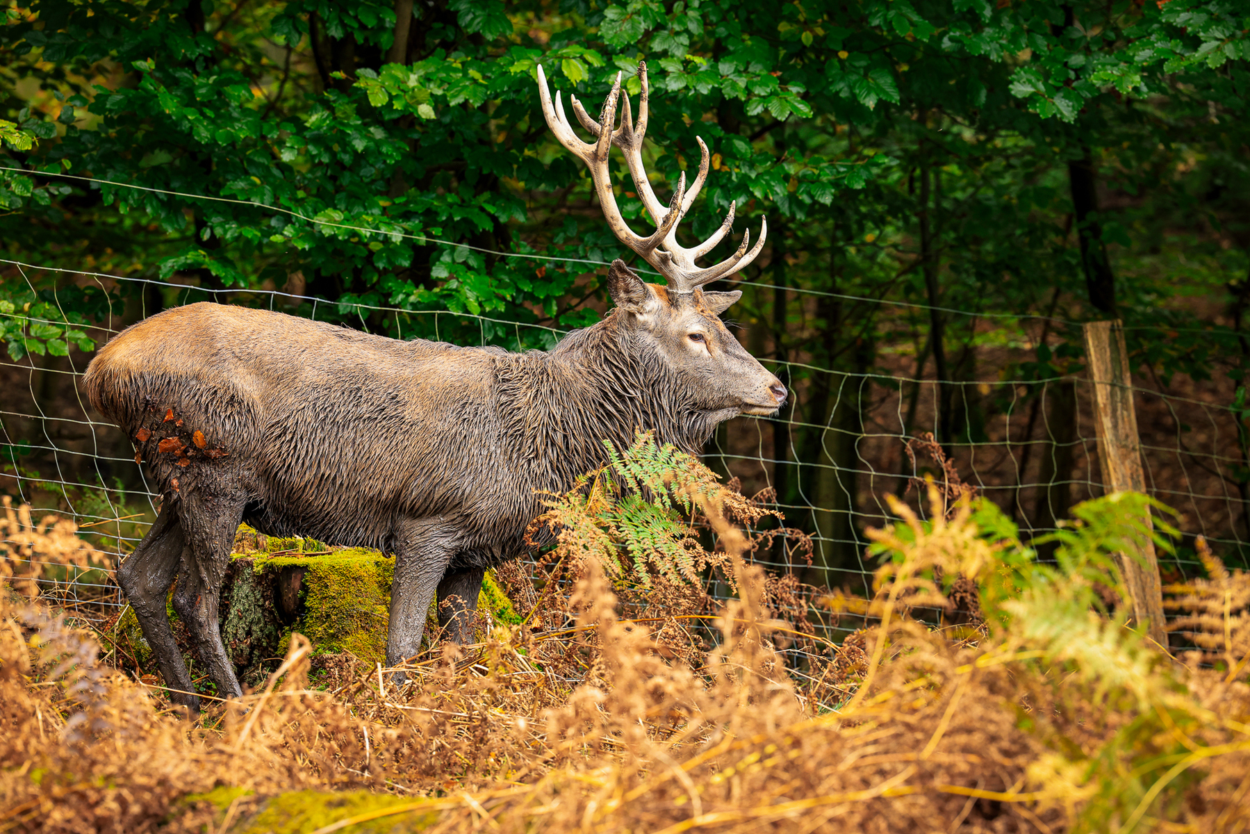 Rothirsch Wildpark Voswinkel