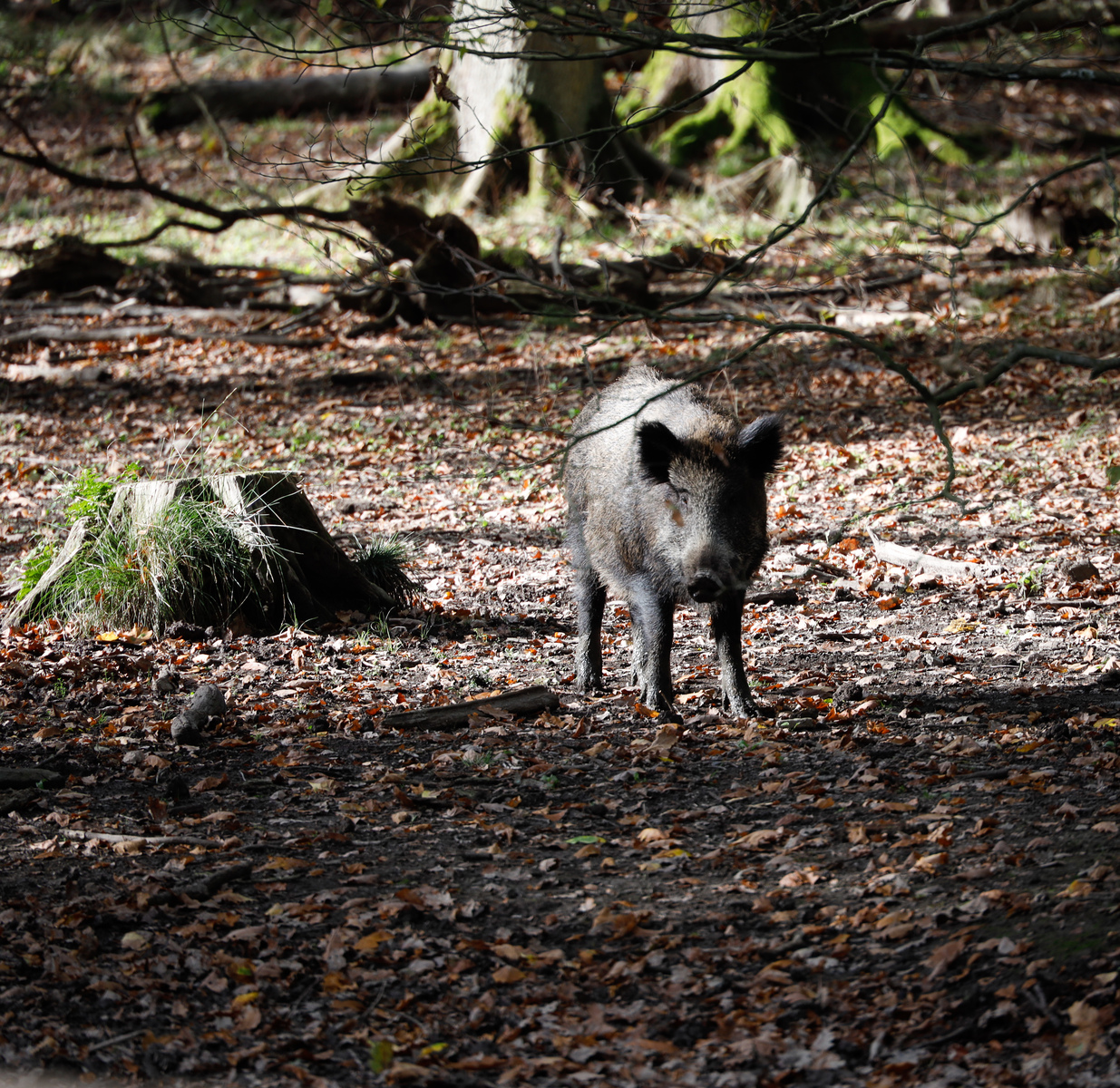 Wildschweine Hochsauerland