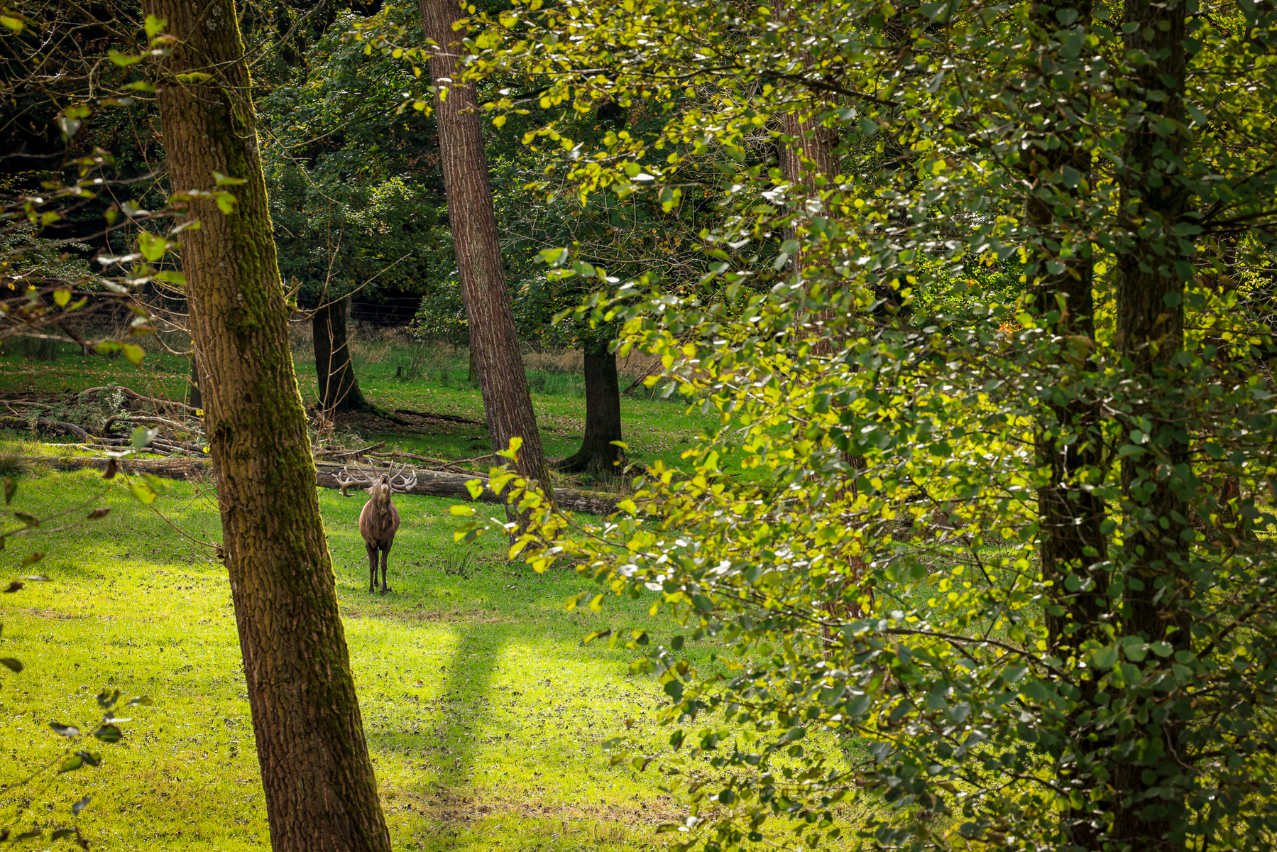 Rothirsch Wildpark Voswinkel