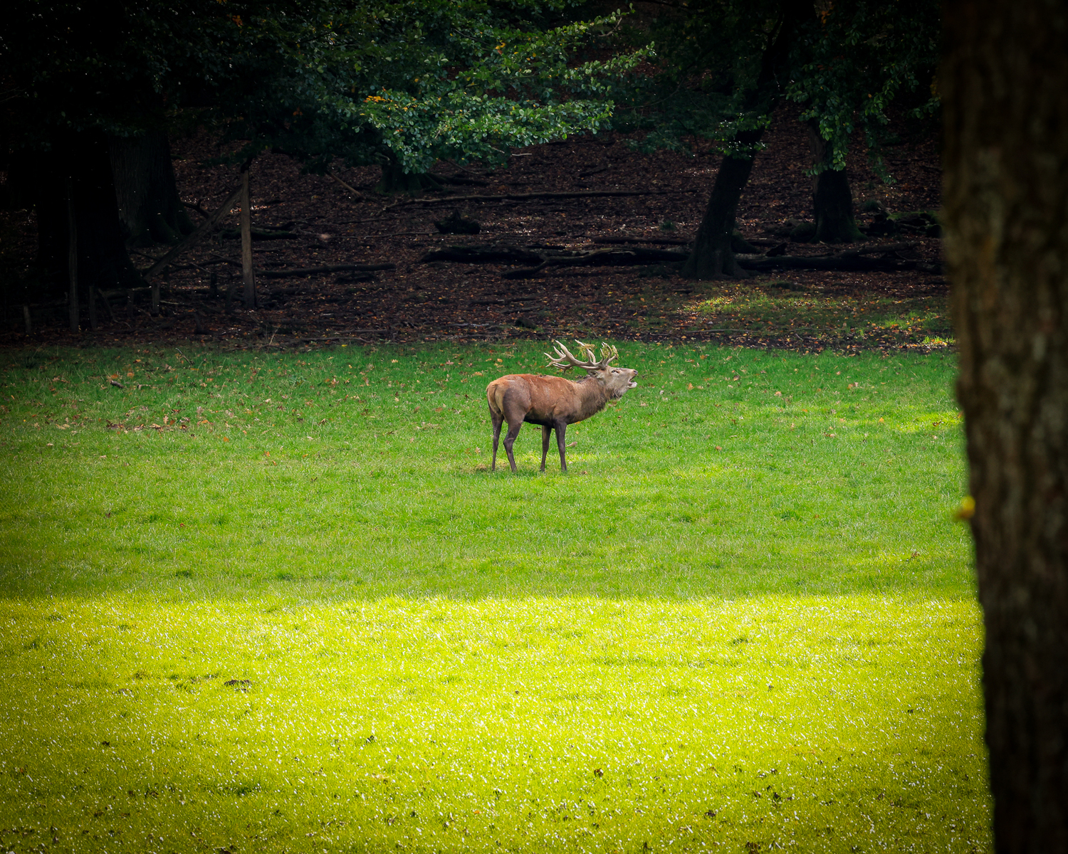 Rothirsch Wildpark Voswinkel