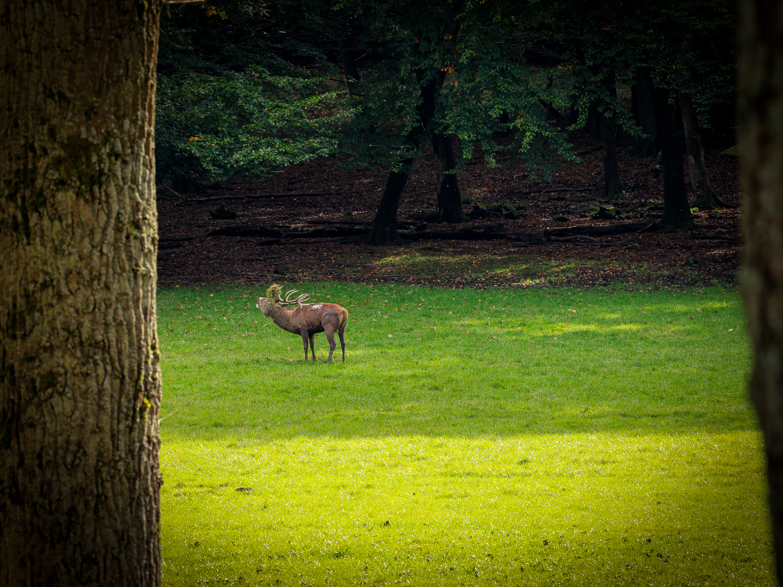 Rothirsch Wildpark Voswinkel