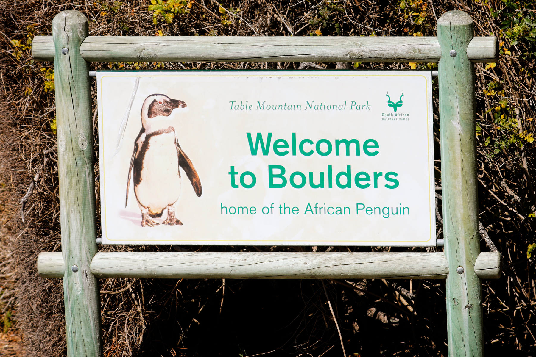 Pinguin-Kolonie Boulders