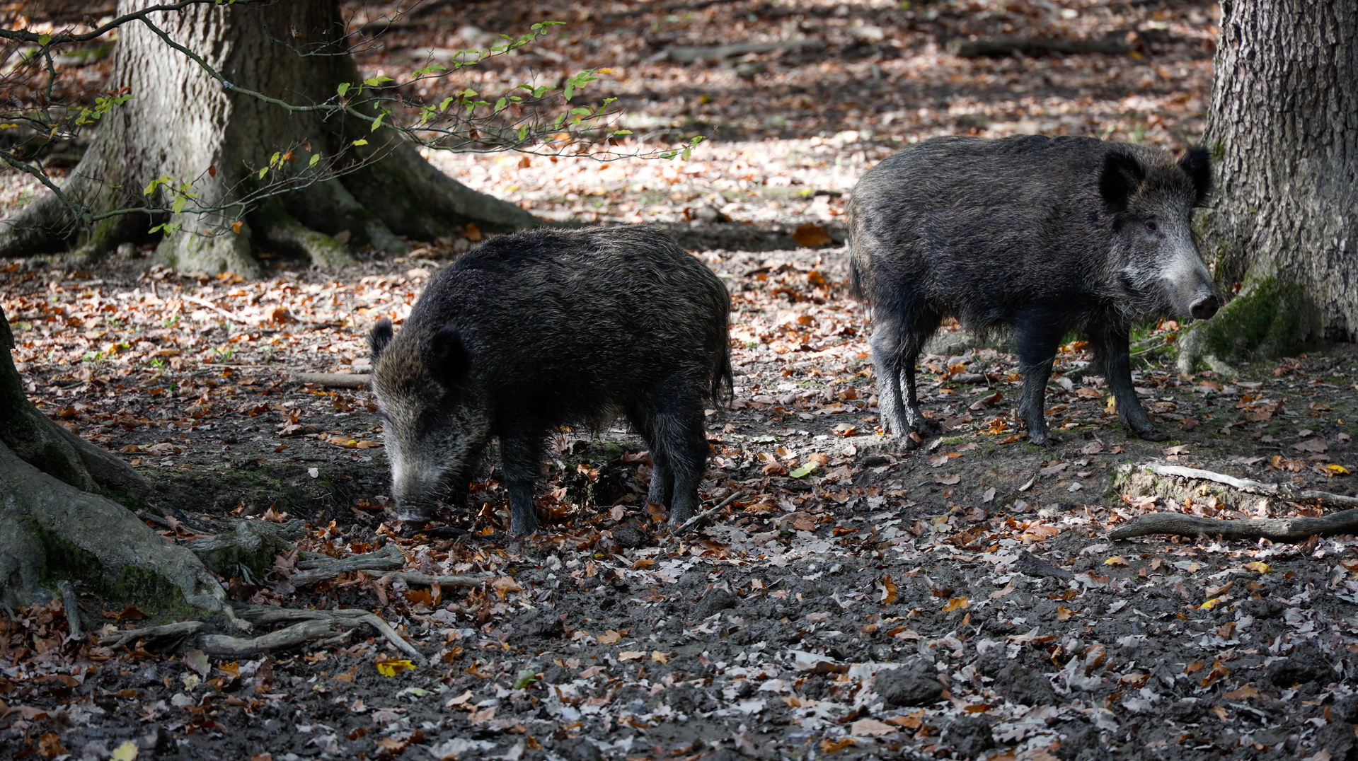 Wildschweine Hochsauerland