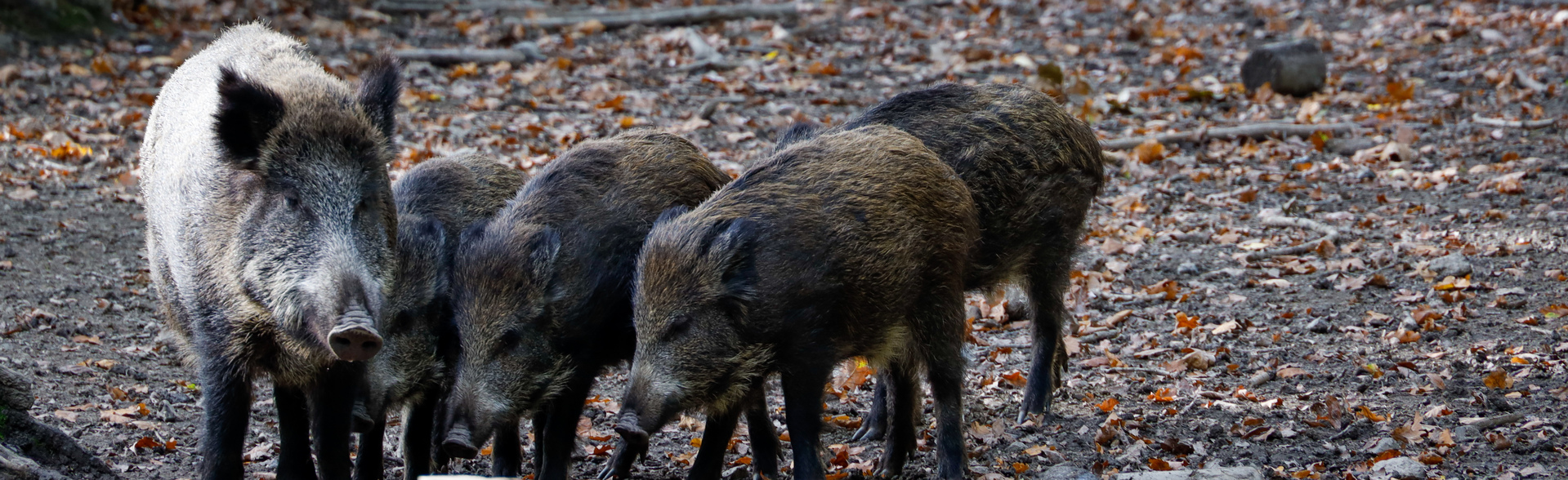 Wildschweine Hochsauerland