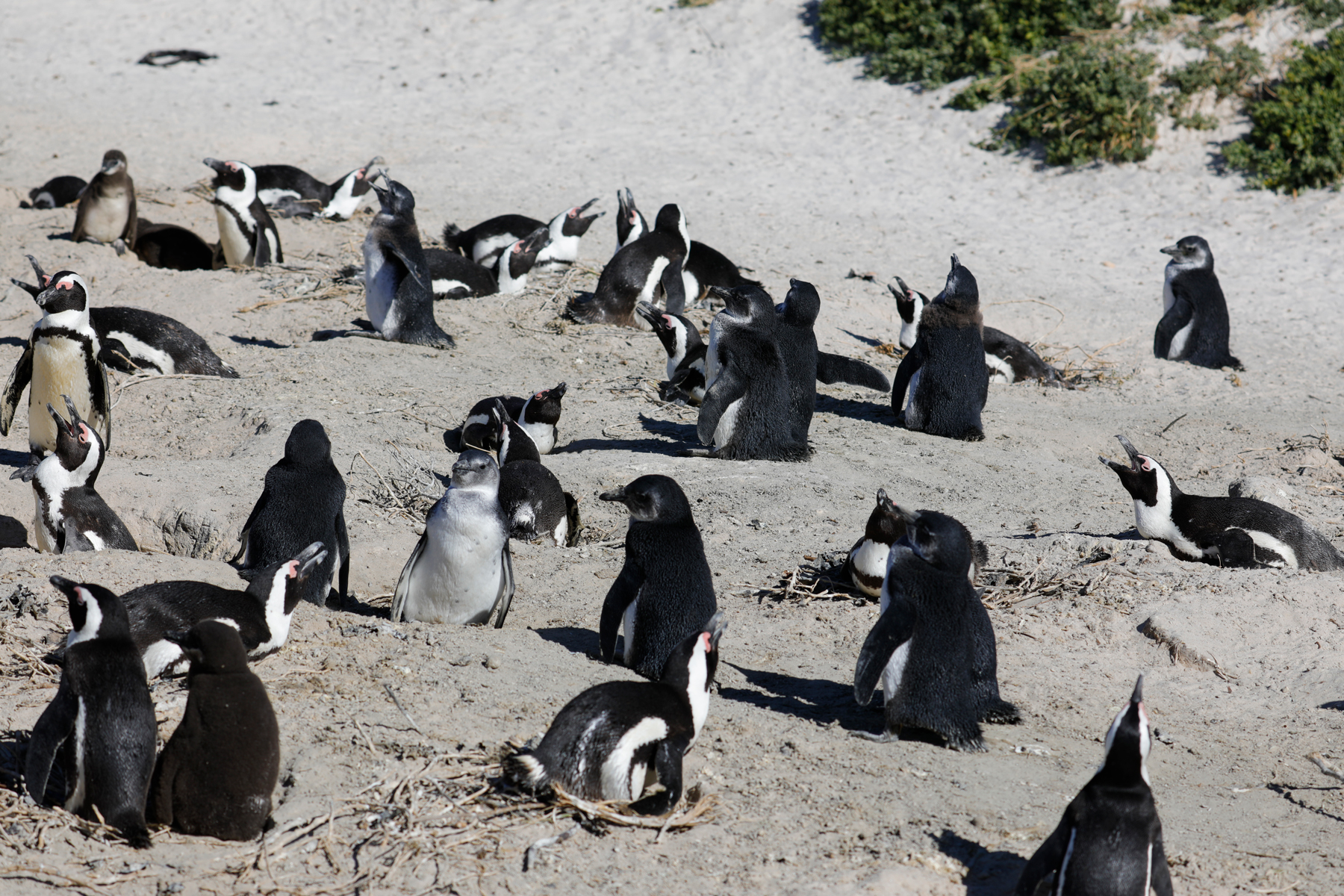 Boulders Pinguin-Kolonie
