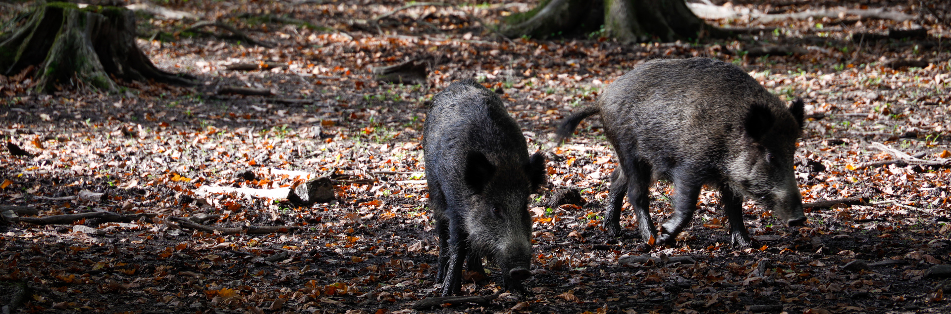 Wildschweine Hochsauerland