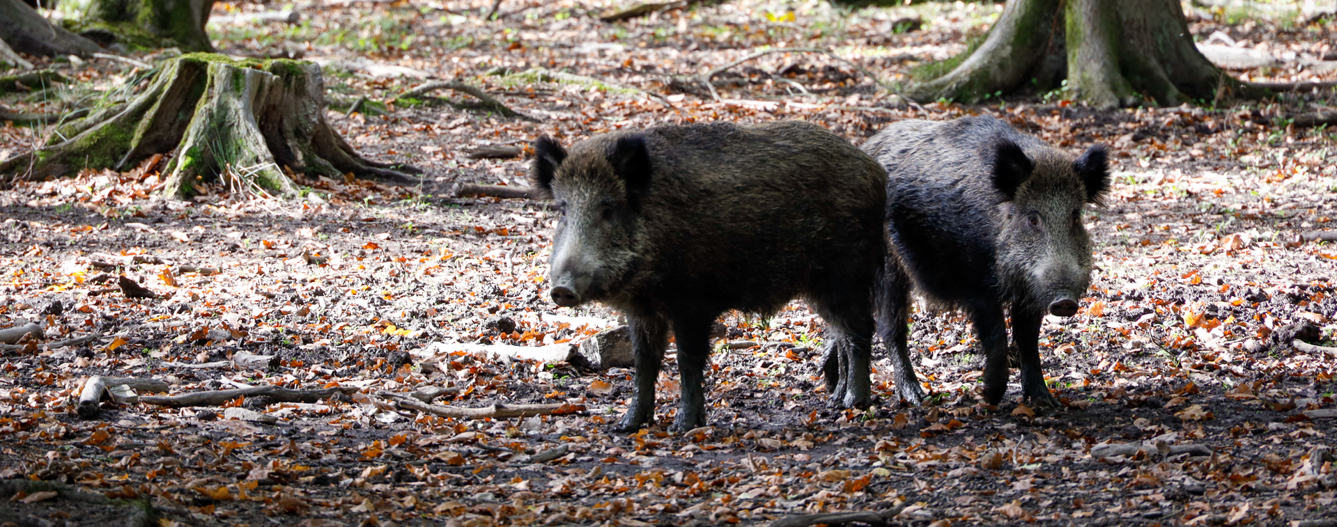 Wildschweine Hochsauerland