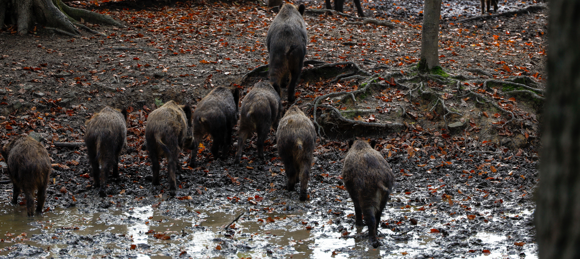 Wildschweine Hochsauerland