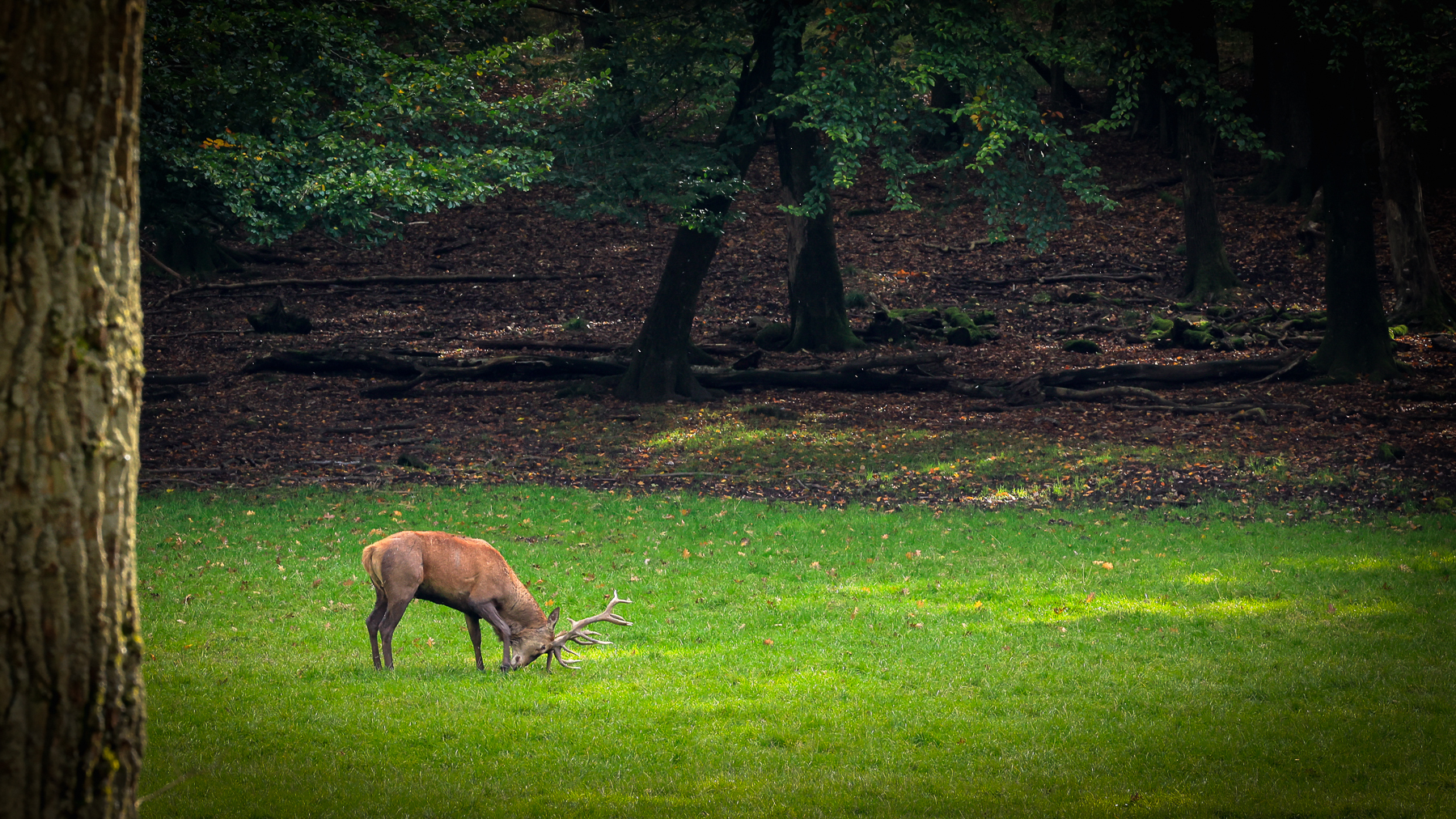 Rothirsch Wildpark Voswinkel