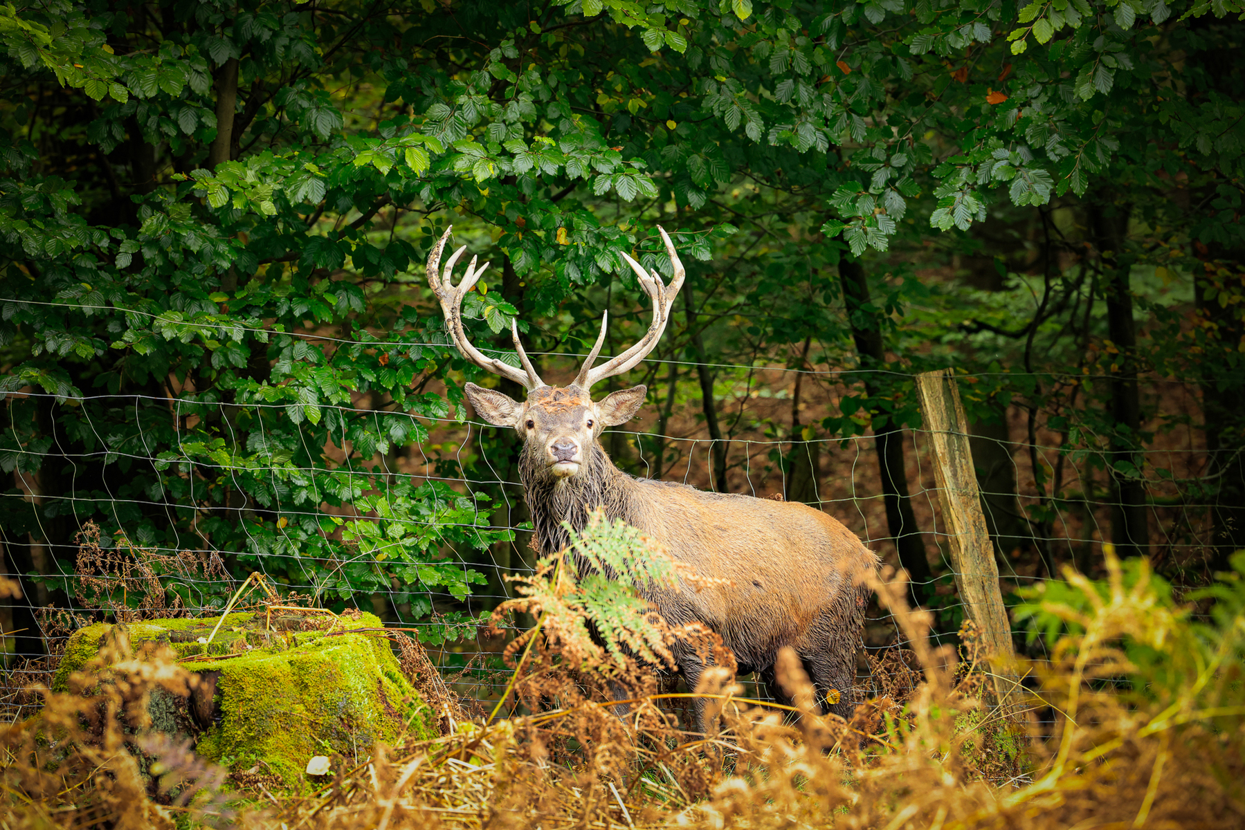 Rothirsch Wildpark Voswinkel