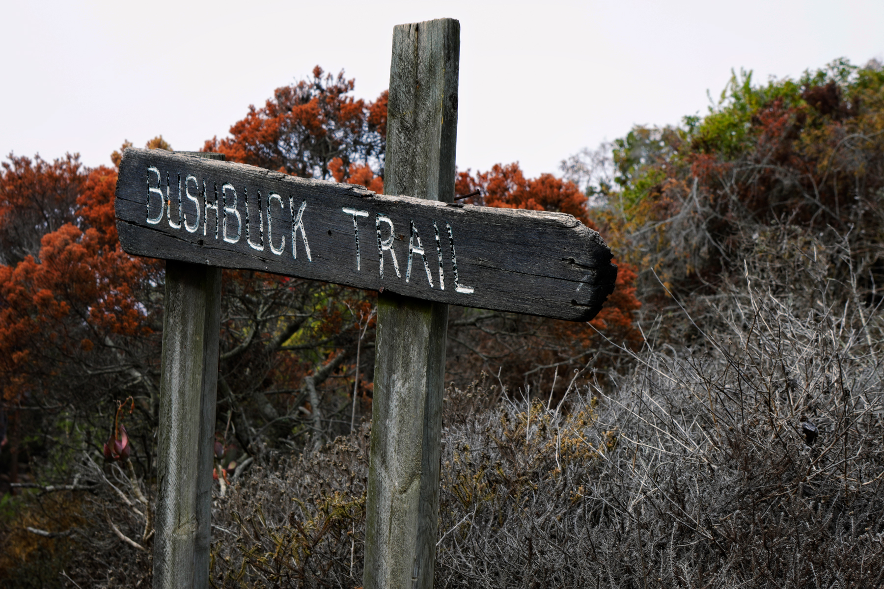 Bushbock Trail
