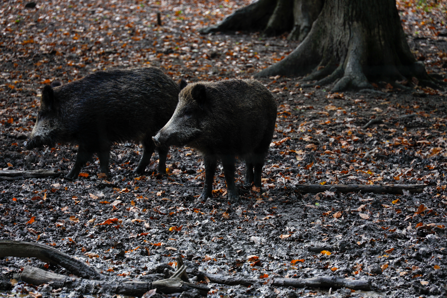 Wildschweine Hochsauerland