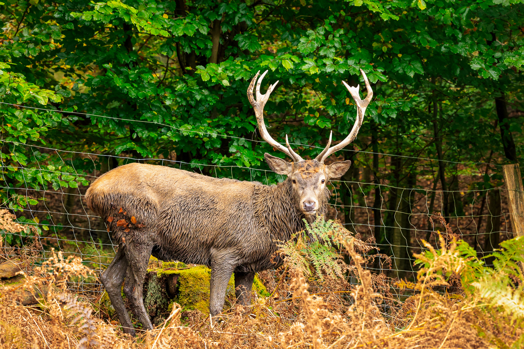 Rothirsch Wildpark Voswinkel